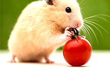 Ano ang gagawin kung ang hamster ay nakatakas mula sa hawla