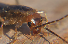 Larawan ng isang two-tailed (earwig)