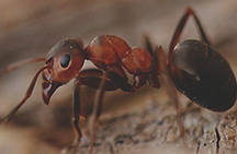 Ant na larawan