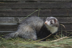 Paano mapupuksa ang isang ferret sa isang coop ng manok