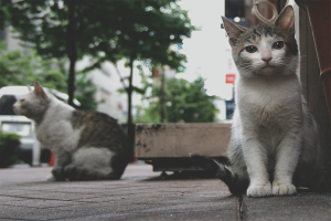 Paano mapupuksa ang mga pusa at pusa
