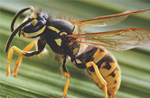 Paano mapupuksa ang mga wasps
