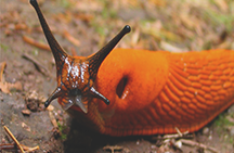 Paano mapupuksa ang mga slug at snails