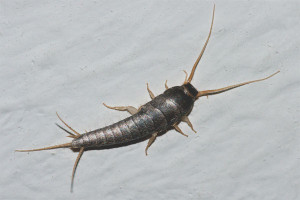 Paano mapupuksa ang silverfish