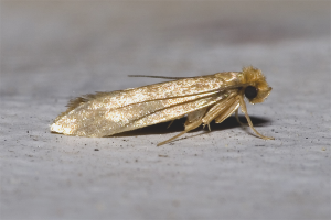 Paano mapupuksa ang moth ng pagkain