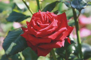 Paano palaguin ang isang rosas mula sa isang putol na bulaklak
