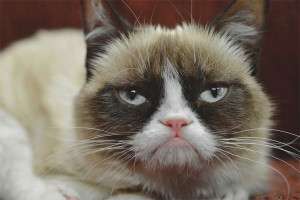 Paano sukatin ang temperatura ng isang pusa