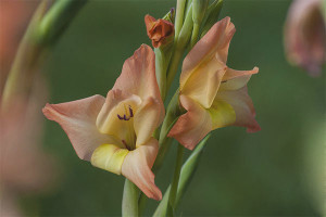 Kailan maghukay at kung paano mag-imbak ng gladioli