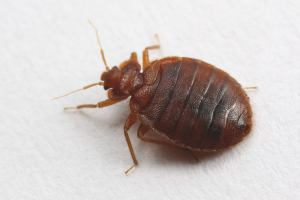 Paano mapupuksa ang mga bedbugs