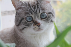 Paano i-wean ang isang pusa upang tae kahit saan