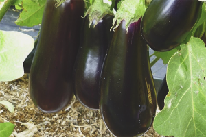 Paano palaguin ang talong sa isang greenhouse