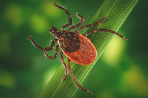 Paano mapupuksa ang isang spider mite
