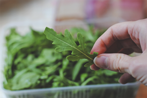 Paano palaguin ang arugula sa isang windowsill