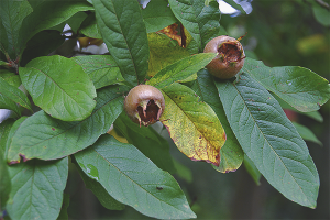 Aleman medlar