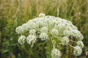 Paano mapupuksa ang hogweed