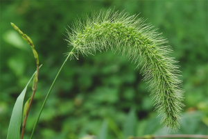 Paano mapupuksa ang wheatgrass