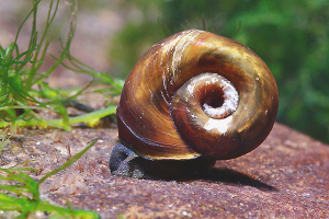 Paano mapupuksa ang mga snails sa isang aquarium