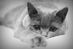 Paano mapupuksa ang mga mites ng tainga sa isang pusa