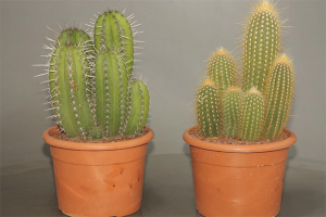 Paano mag-aalaga ng cactus