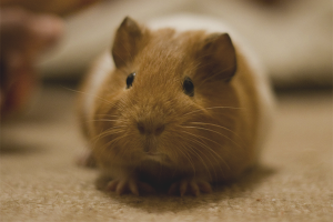 Paano mag-aalaga ng isang guinea pig