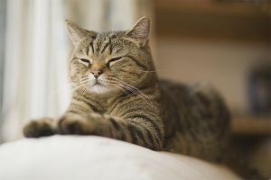 Paano malutas ang isang pusa upang markahan ang teritoryo sa isang apartment