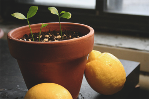 Paano palaguin ang isang limon