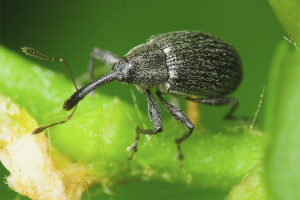 Paano mapupuksa ang mga weevil sa mga strawberry