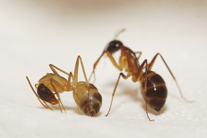 Paano mapupuksa ang mga pulang ants sa isang apartment