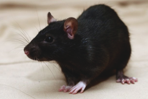 Paano mahuli ang isang mouse sa isang apartment