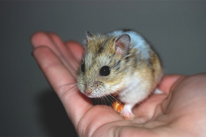 Paano malinis ang isang hamster