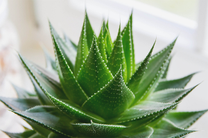 Paano alagaan ang aloe vera
