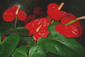 Paano mag-aalaga ng anthurium