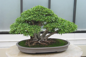 Paano palaguin ang isang bonsai