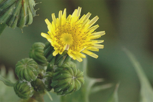 Paano tanggalin ang paghahasik ng thistle mula sa hardin