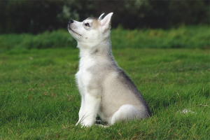 Paano sanayin ang husky dogs