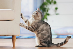 Paano malutas ang isang pusa upang mapunit ang wallpaper at kasangkapan