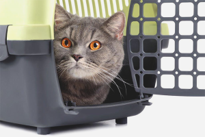 Paano mag-transport ng isang pusa