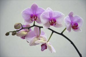 Paano mag-prune ng isang orchid pagkatapos ng pamumulaklak