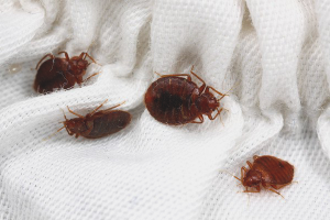 Paano mapupuksa ang iyong mga bedbugs sa sofa