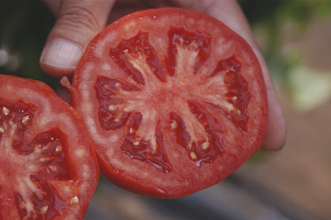 Paano mangolekta ng mga kamatis na kamatis