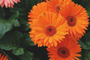 Paano mag-aalaga ng isang gerbera