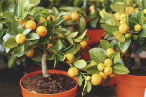 Paano pangangalaga para sa isang puno ng tangerine
