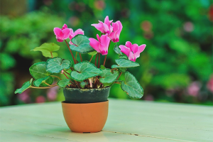 Paano palaguin ang cyclamen mula sa mga buto