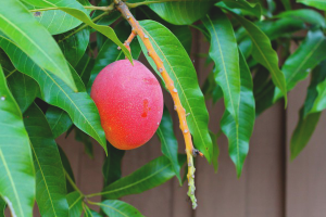 Paano palaguin ang mangga mula sa binhi