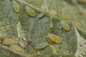Paano makitungo sa aphids sa mga currant