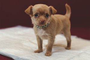 Paano turuan ang isang puppy upang pumunta sa lampin