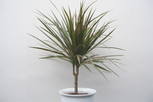 Paano mag-transplant dracaena