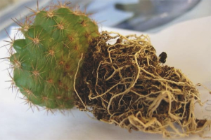 Paano i-transplant ang isang cactus