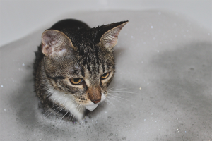 Paano hugasan ang isang pusa kung natatakot siya sa tubig
