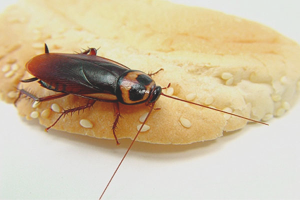 Paano malason ang mga ipis na may boric acid